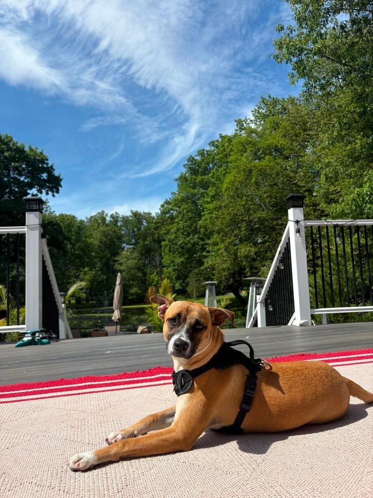 Callie, a Adoptable mixed breed in Valley Stream, NY image 4/6