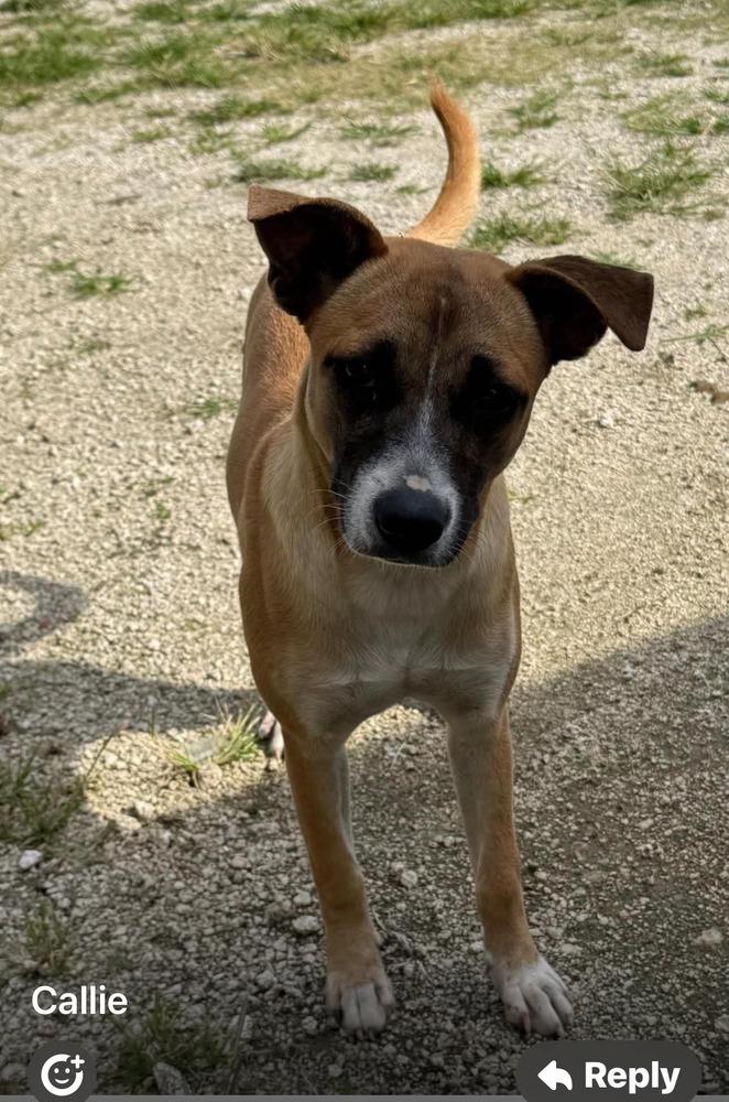 Callie, a Adoptable mixed breed in Valley Stream, NY image 6/6