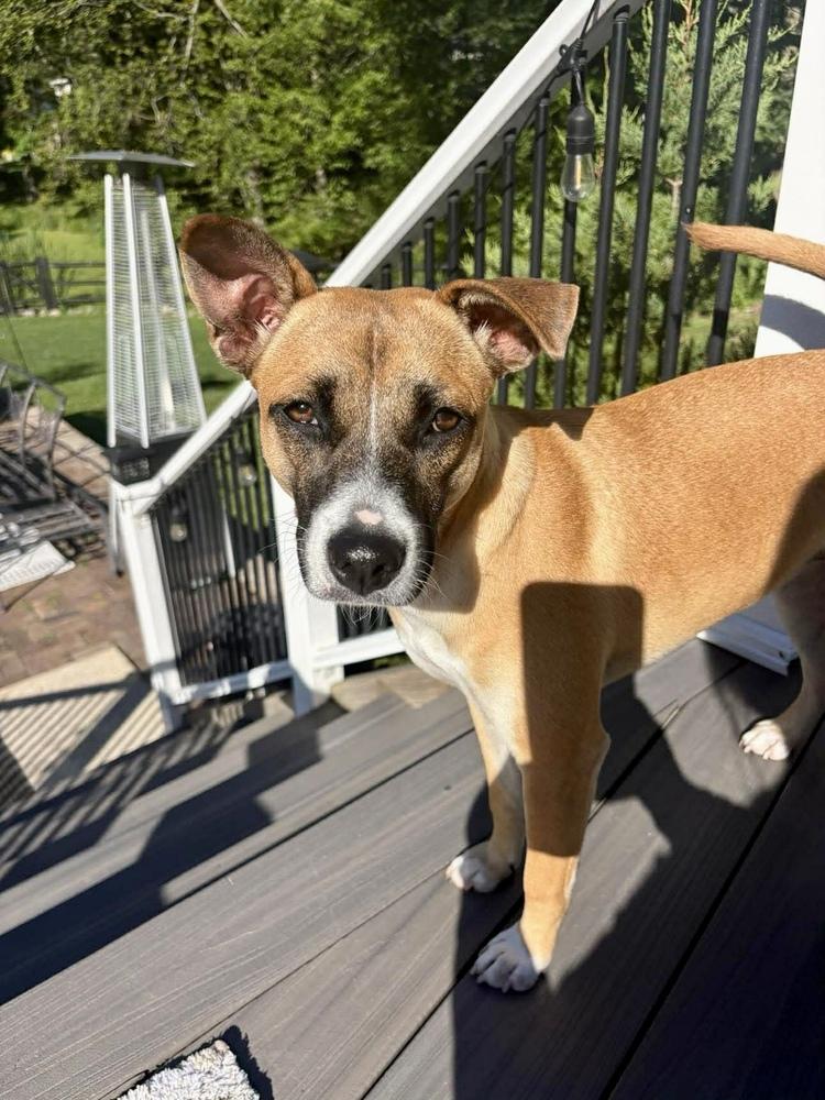 Callie, a Adoptable mixed breed in Valley Stream, NY image 6/6