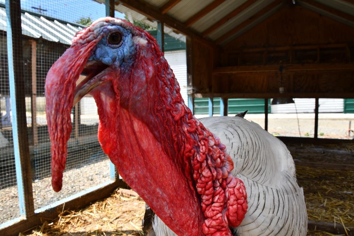 Enlarge Patrick, a Adoptable Turkey in Indian Trail, NC image 1/4