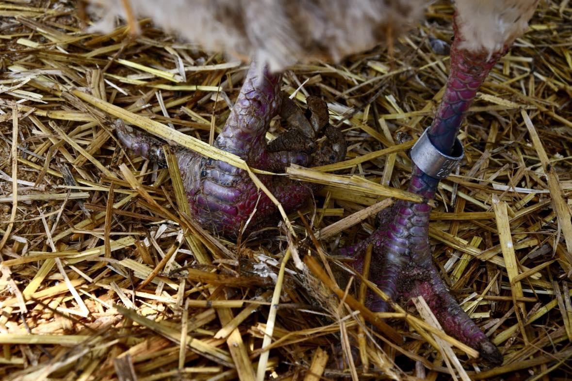 Enlarge Patrick, a Adoptable Turkey in Indian Trail, NC image 2/4