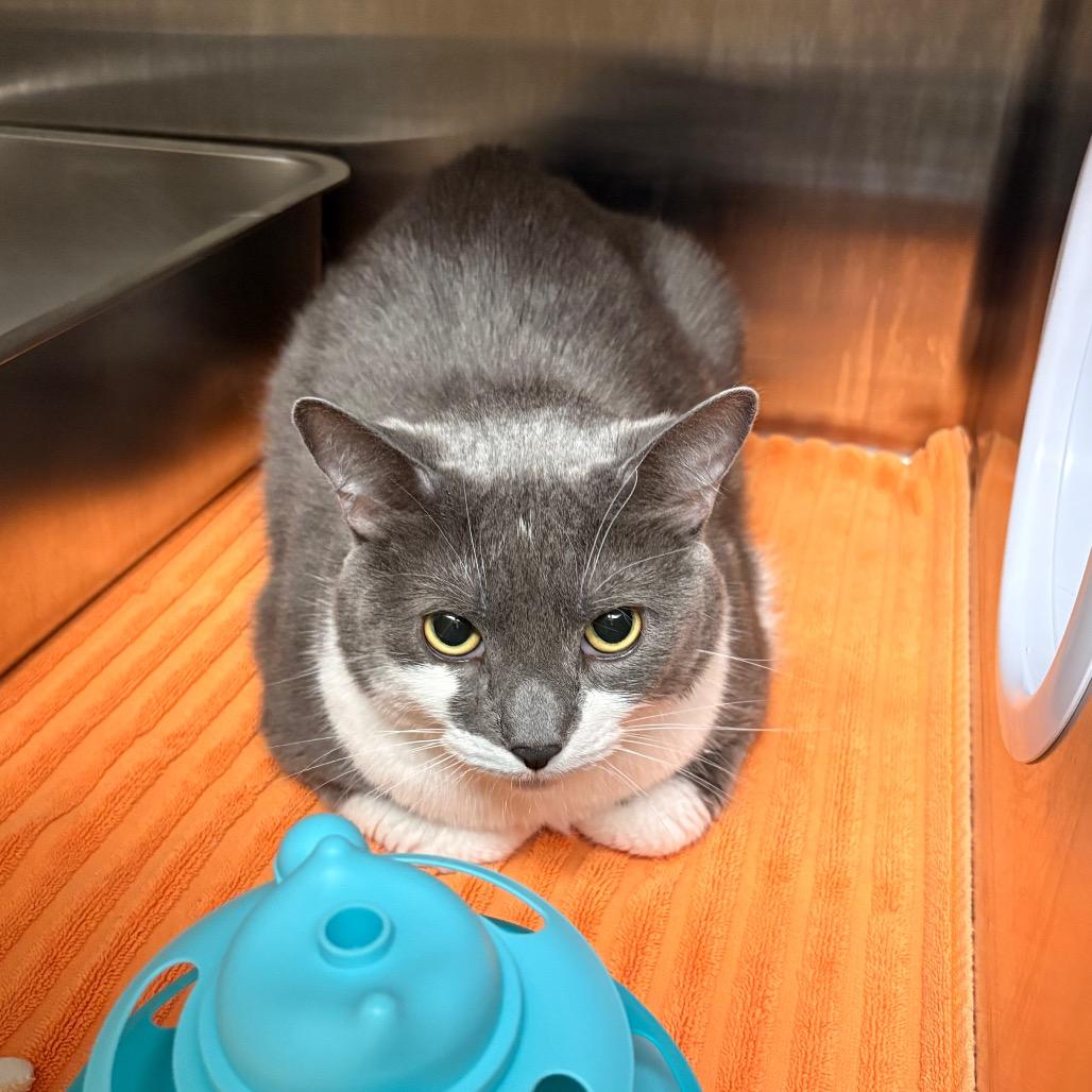 Rockefeller - Available from Foster, Adoptable, Adult Male Domestic Short Hair.
