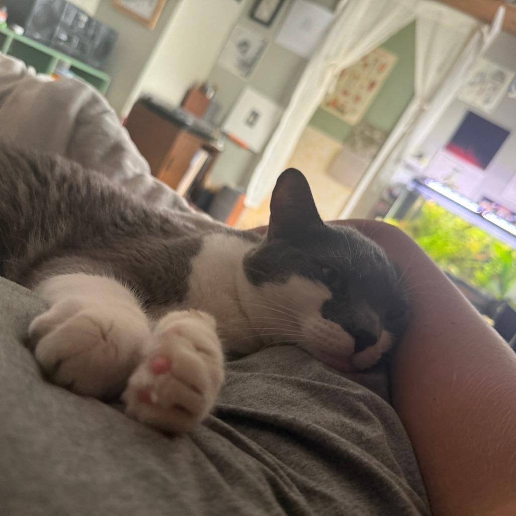 Rockefeller - Available from Foster, a Adoptable Domestic Short Hair in South Burlington, VT image 2/3