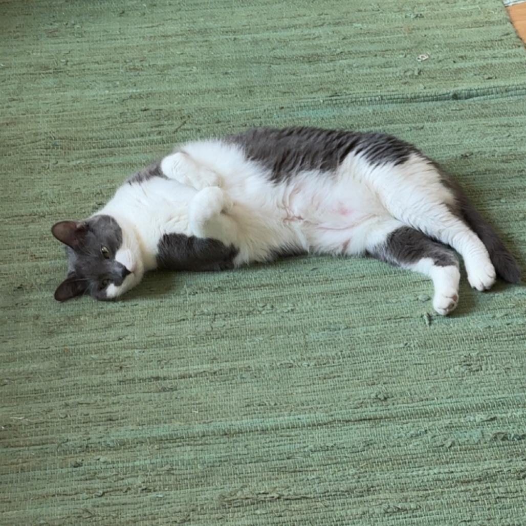 Rockefeller - Available from Foster, a Adoptable Domestic Short Hair in South Burlington, VT image 3/3