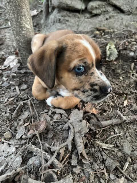 Enlarge Glory, a Adopted mixed breed in Roxboro, NC image 1/3