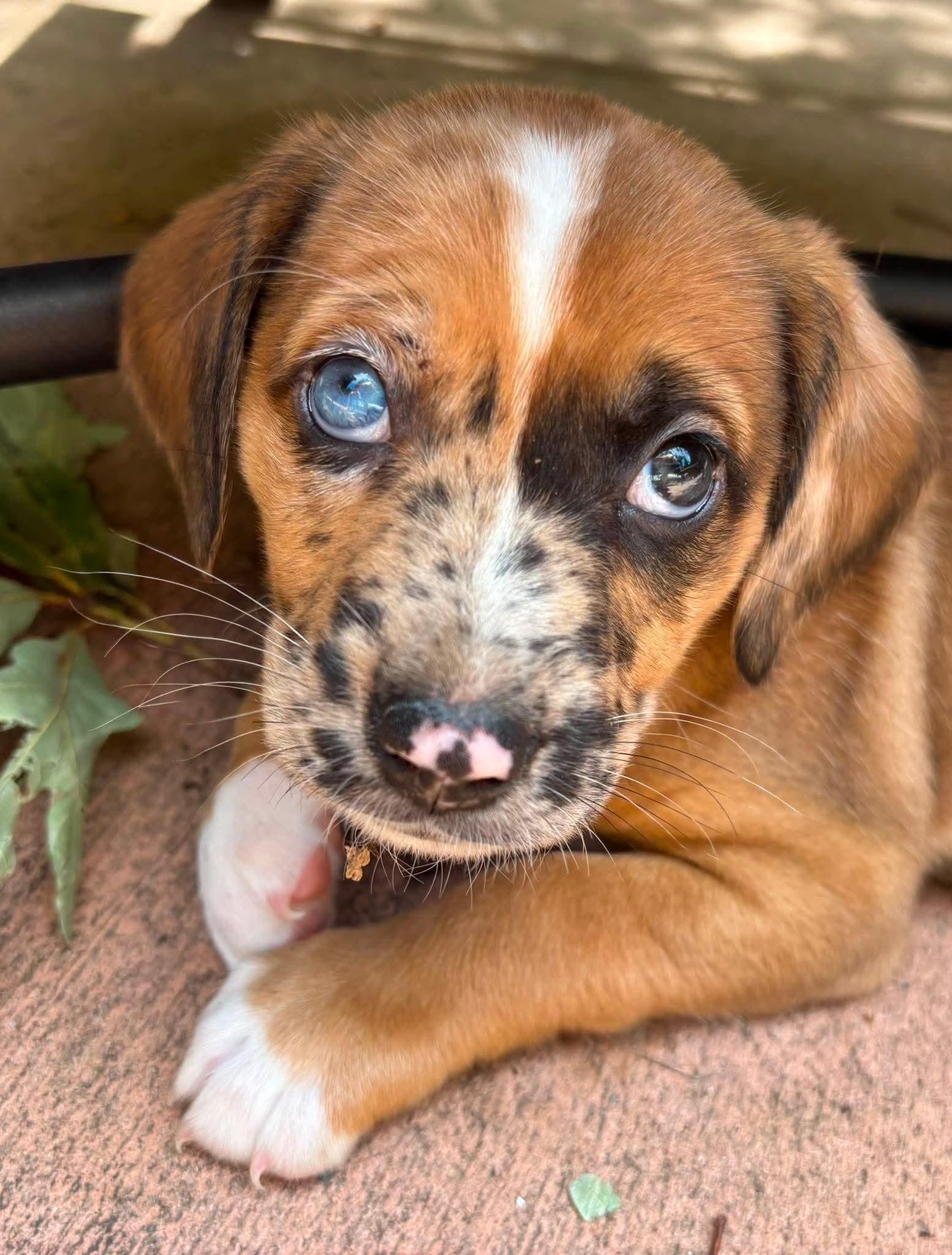 Enlarge Glory, a Adopted mixed breed in Roxboro, NC image 3/3