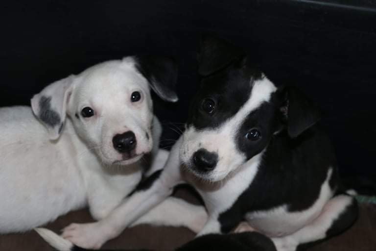 Enlarge FLOPPY, a Adoptable mixed breed image 10/12