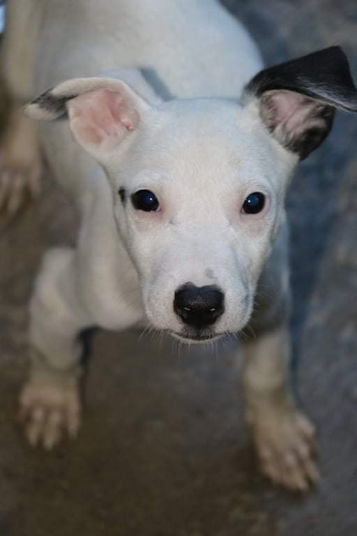 Enlarge FLOPPY, a Adoptable mixed breed image 11/12