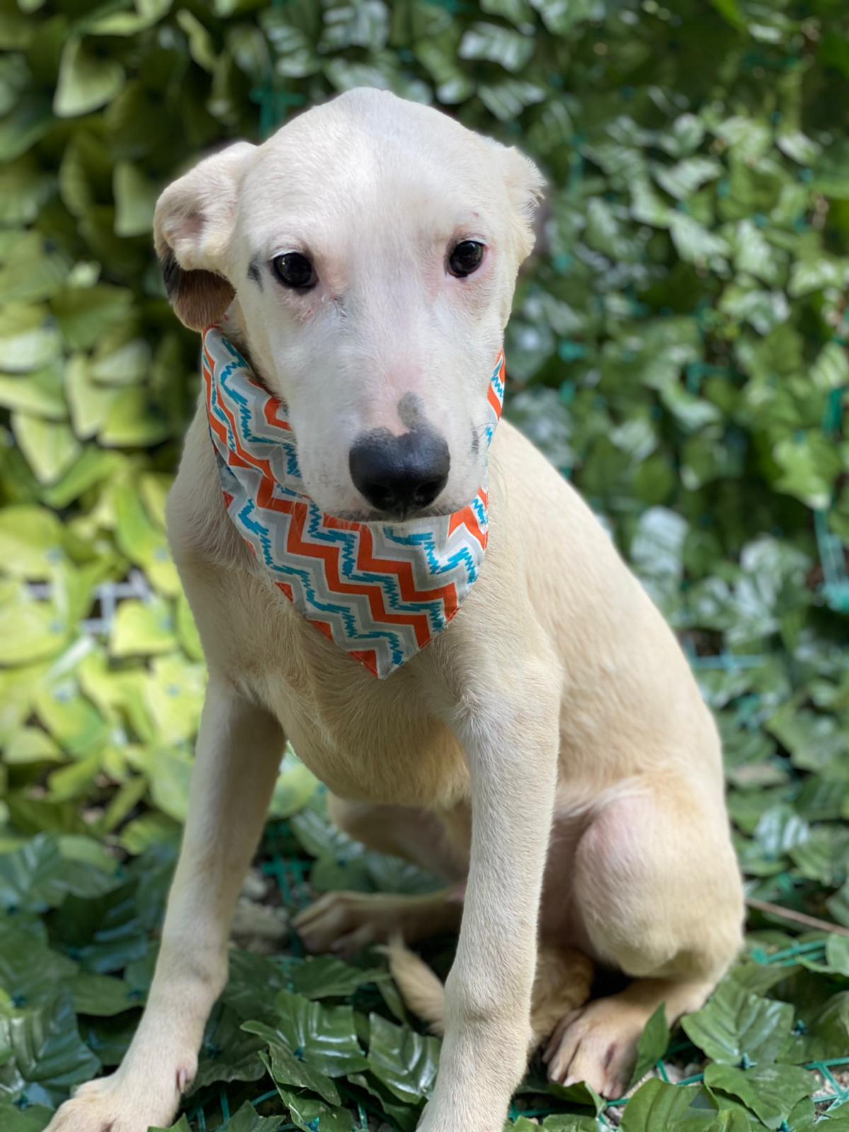 FLOPPY, a Adoptable mixed breed image 1/12