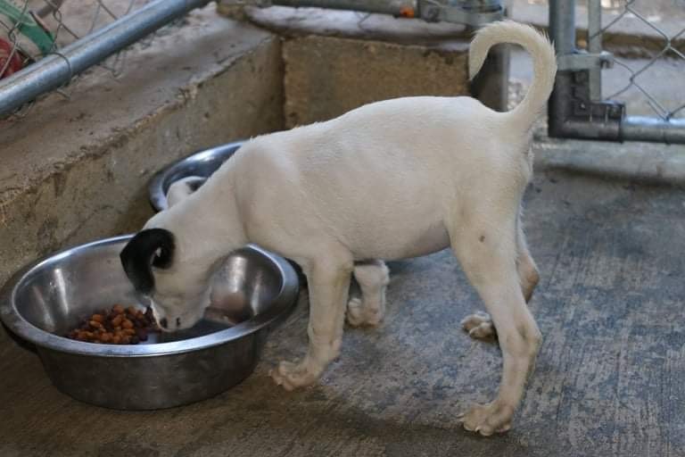 Enlarge FLOPPY, a Adoptable mixed breed image 12/12