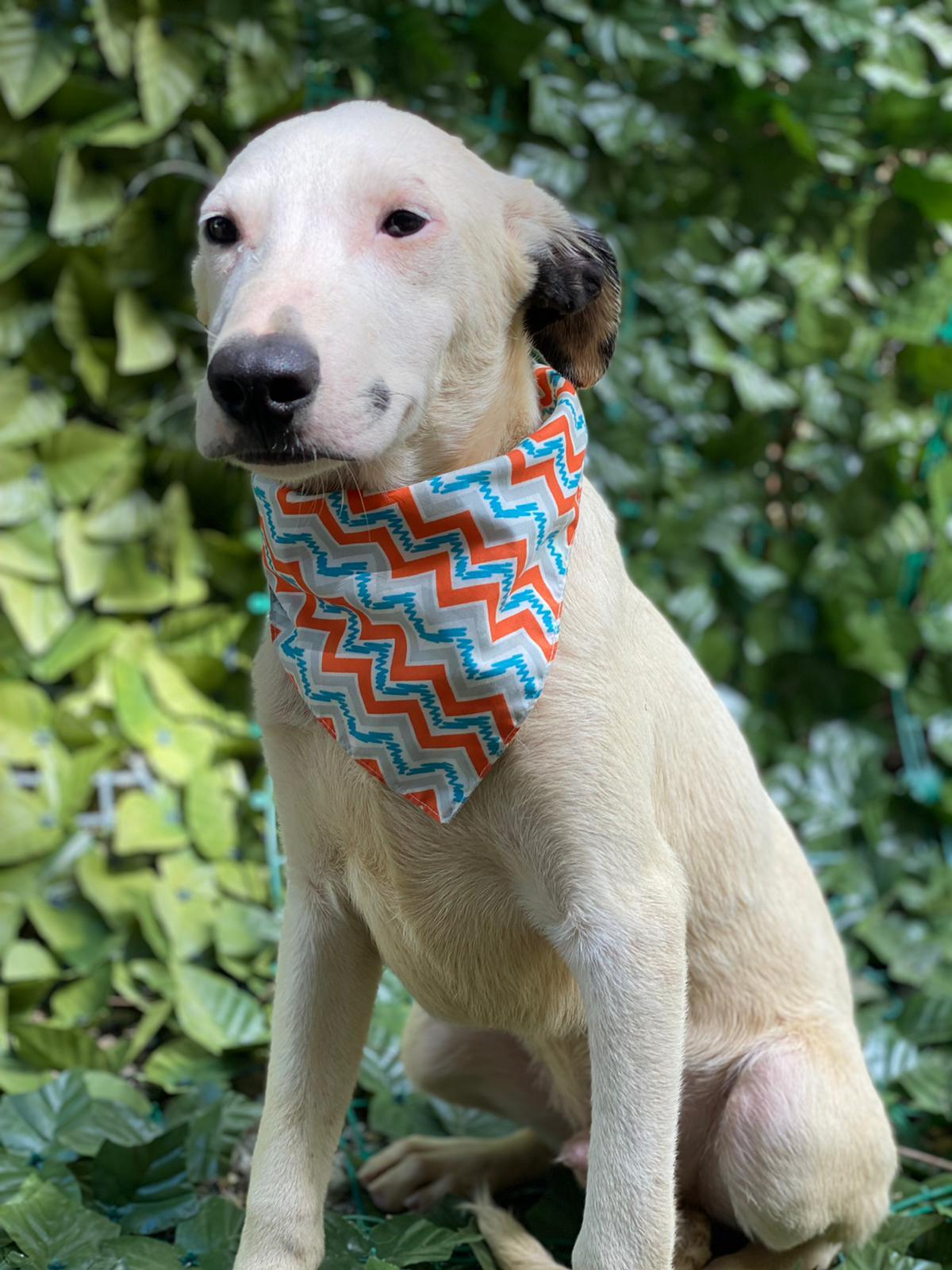 Enlarge FLOPPY, a Adoptable mixed breed image 8/12