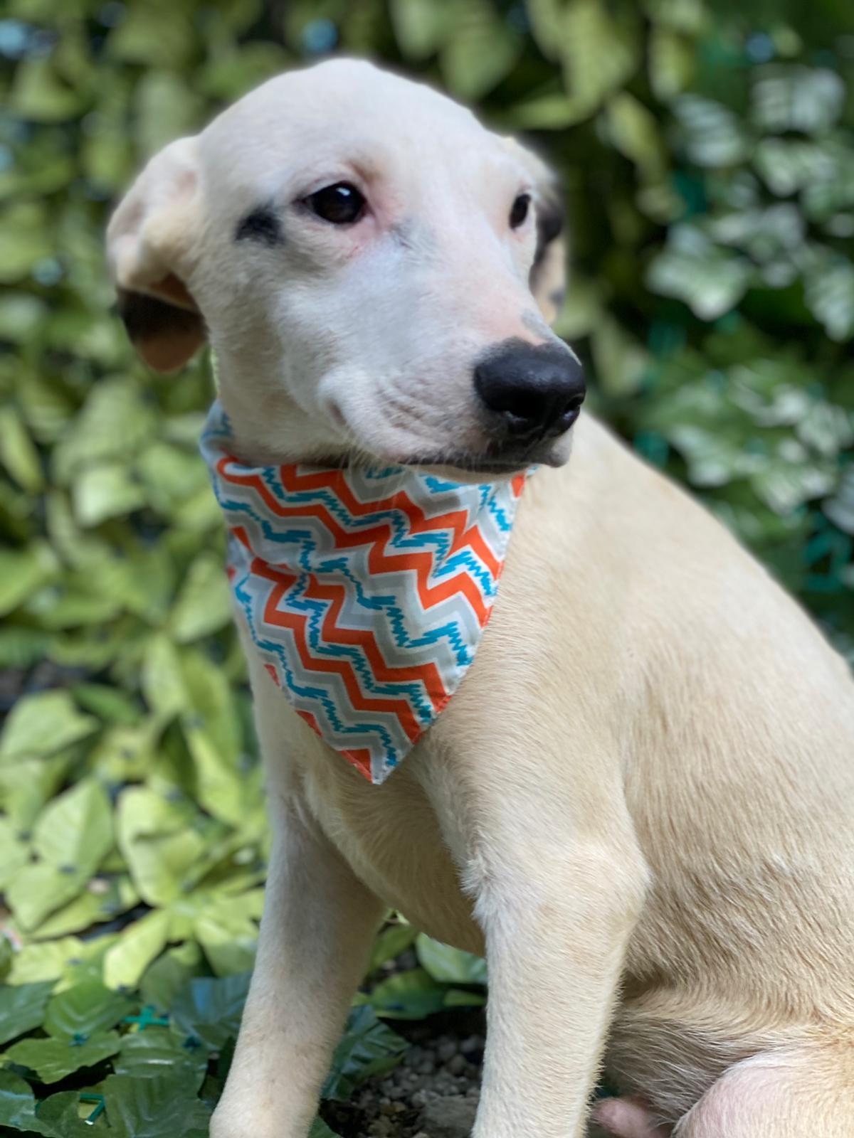 Enlarge FLOPPY, a Adoptable mixed breed image 9/12