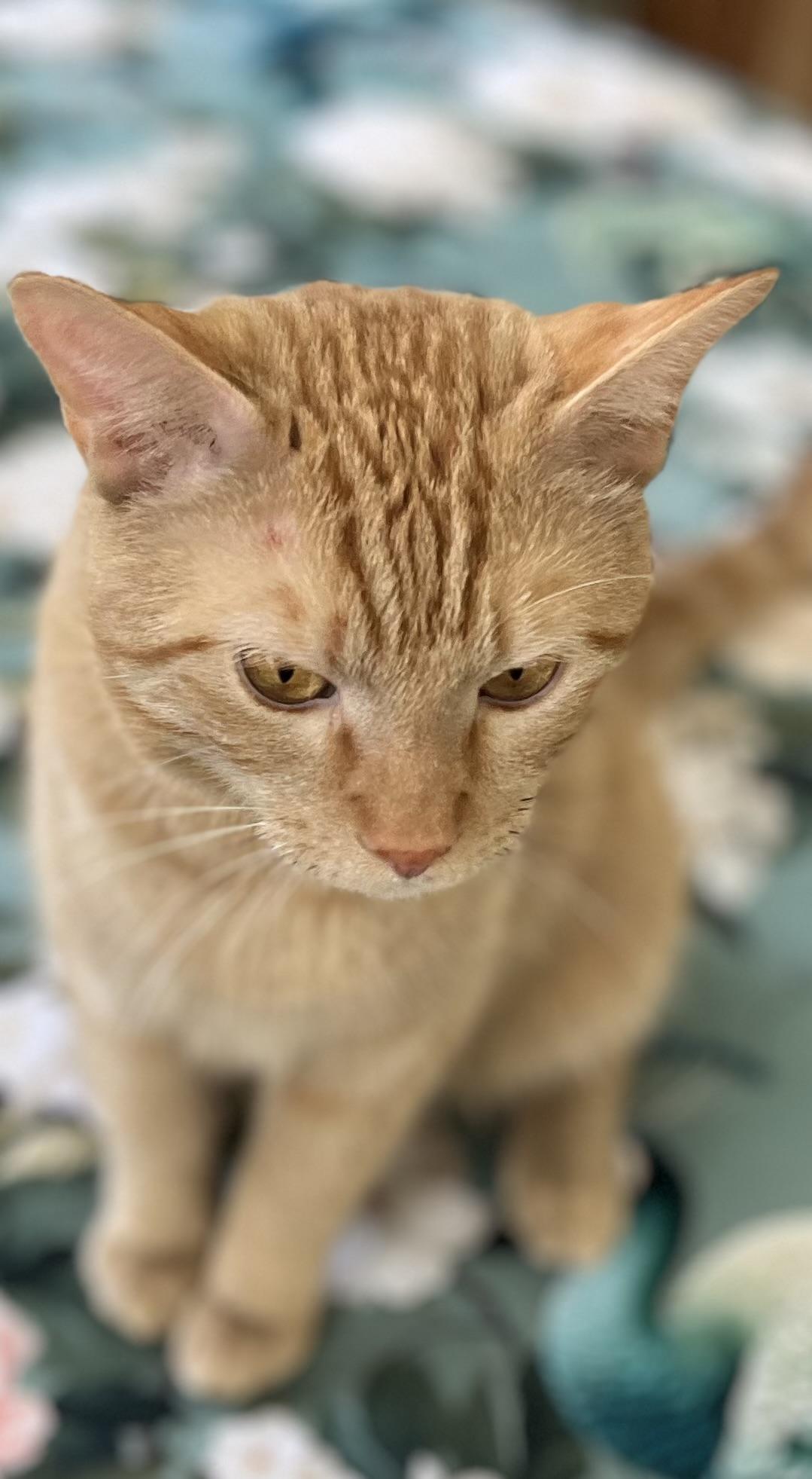 Picasso, Adopted, Adult Male American Shorthair.