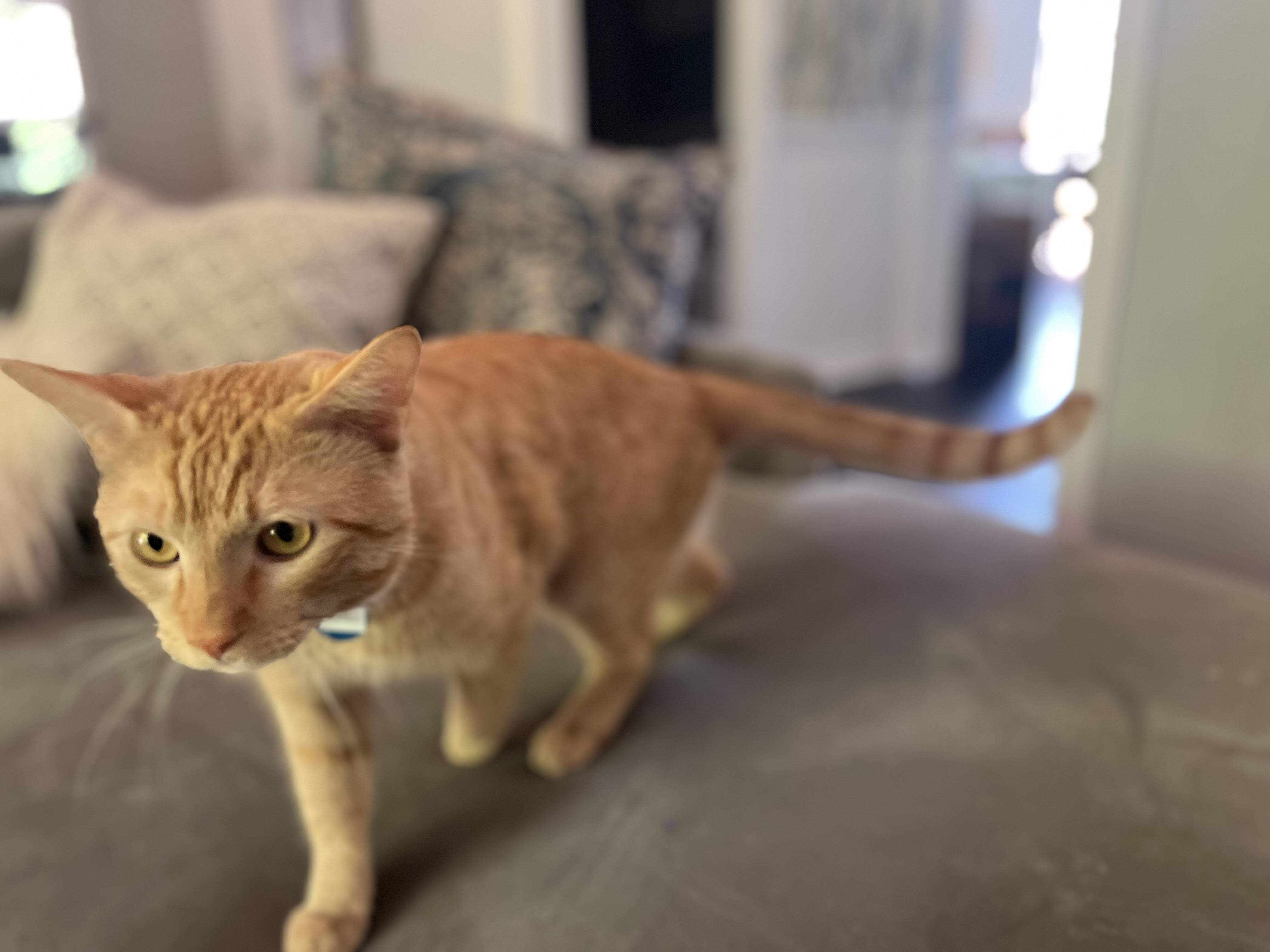 Picasso, a Adopted American Shorthair in Hot Springs, AR image 3/6