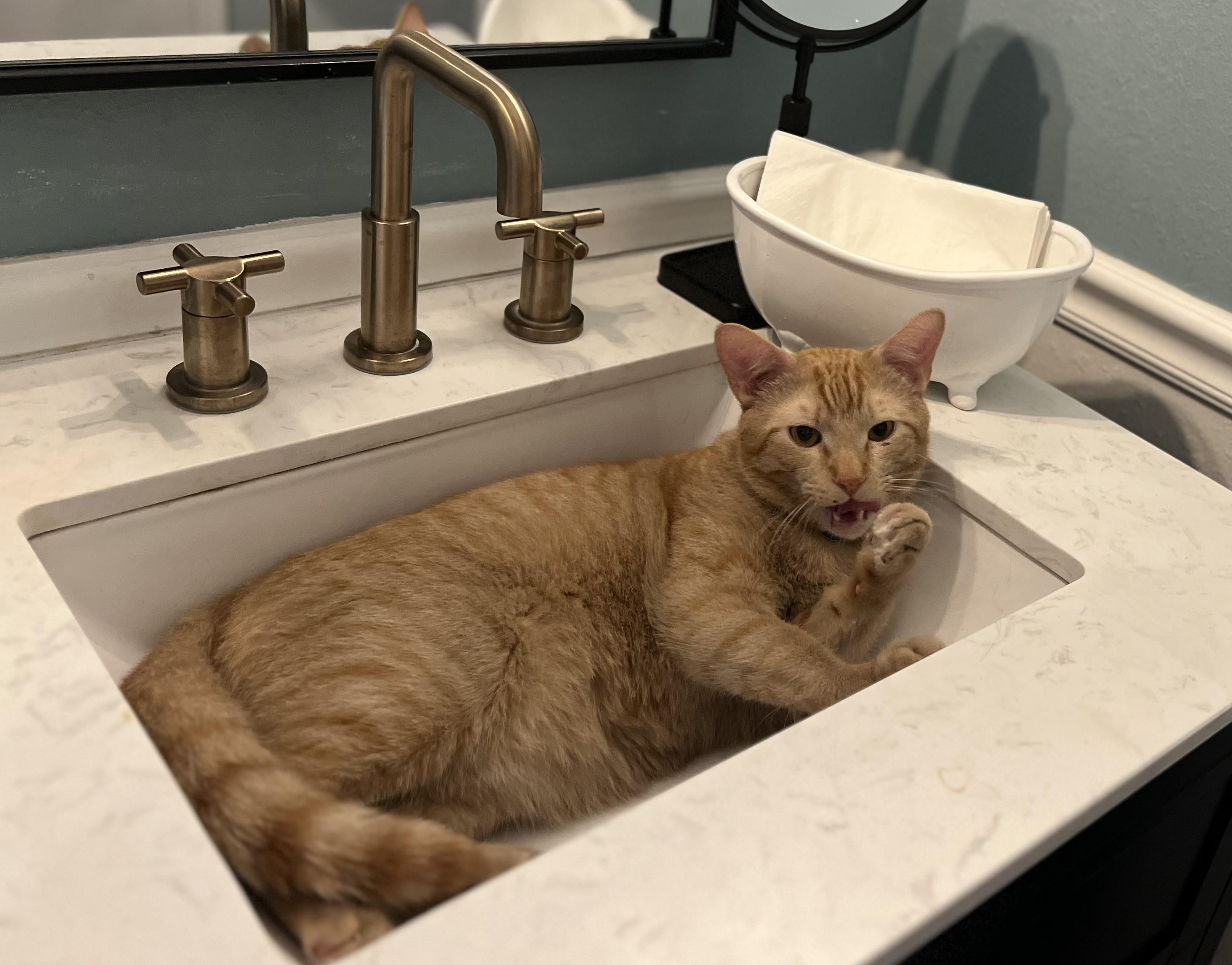 Picasso, a Adopted American Shorthair in Hot Springs, AR image 6/6