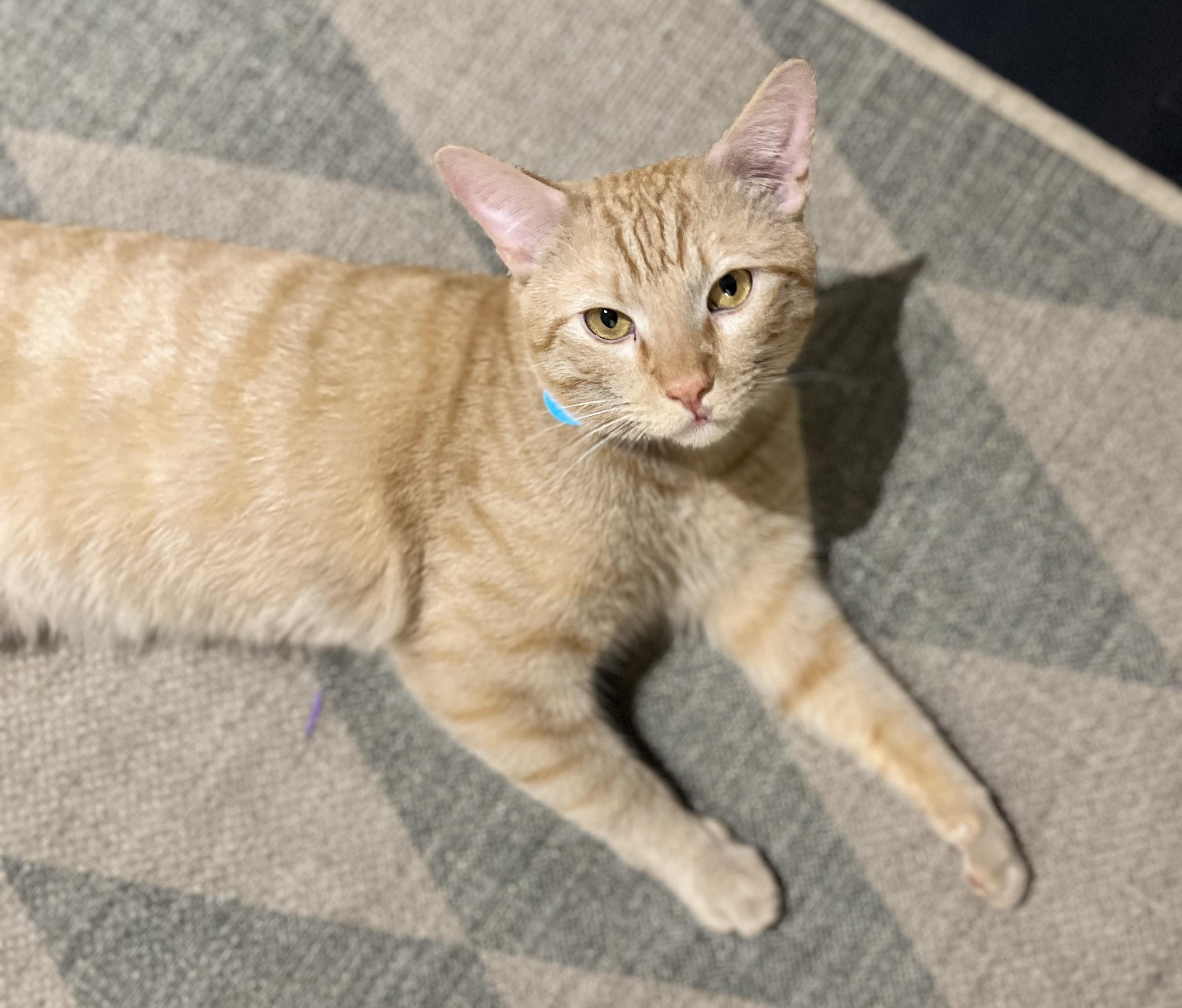 Picasso, a Adopted American Shorthair in Hot Springs, AR image 4/6