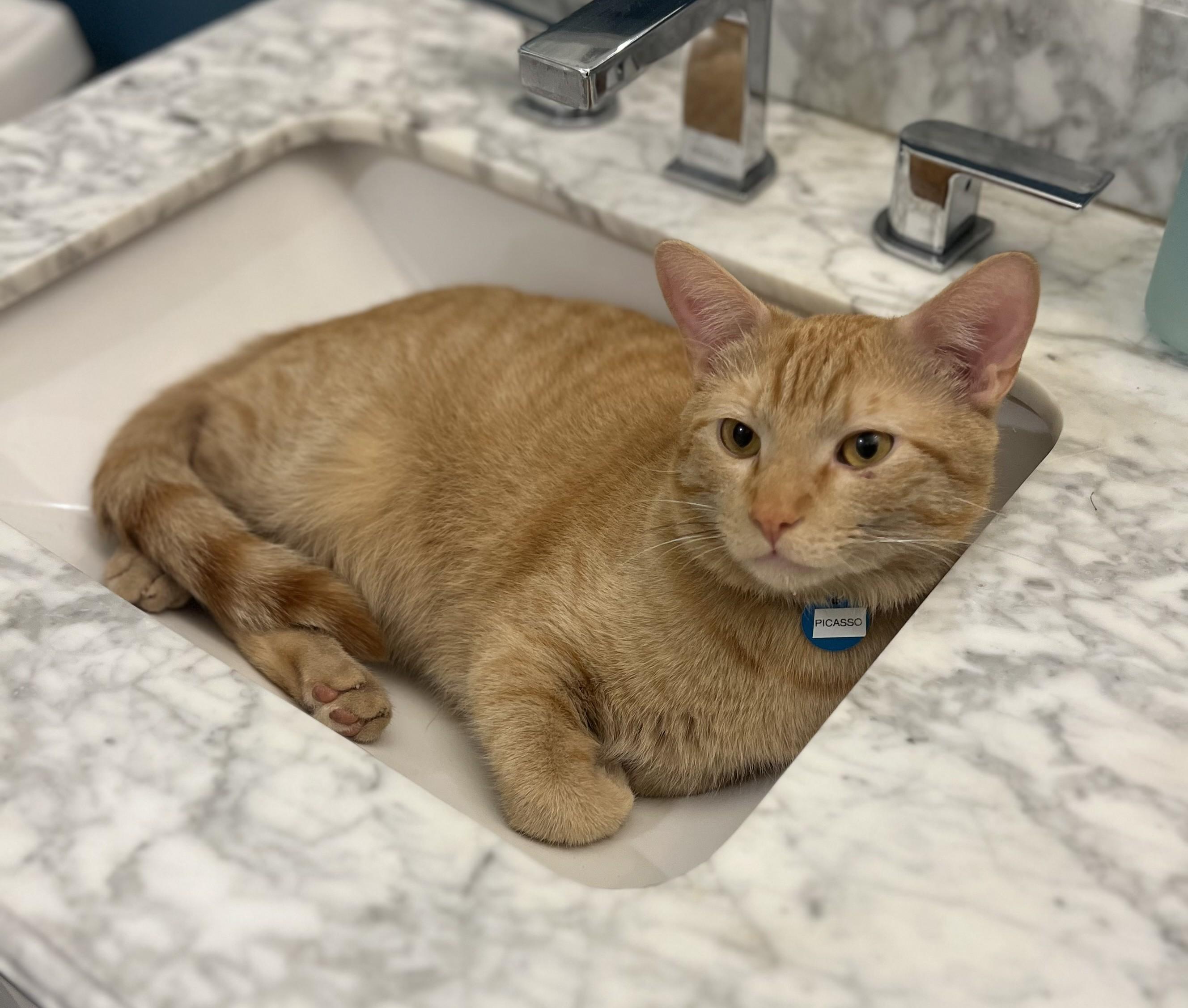 Picasso, a Adopted American Shorthair in Hot Springs, AR image 2/6