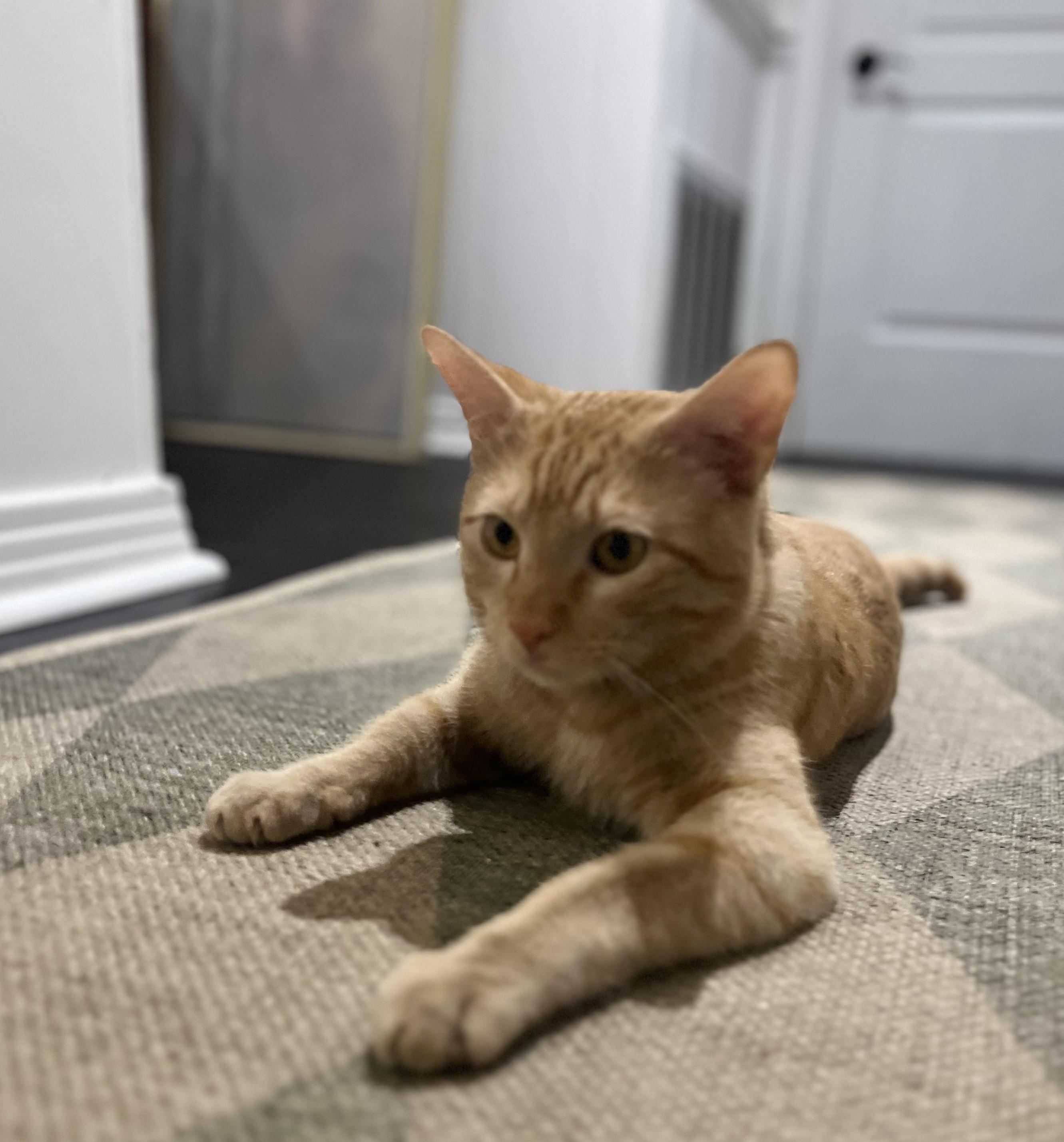 Picasso, a Adopted American Shorthair in Hot Springs, AR image 5/6