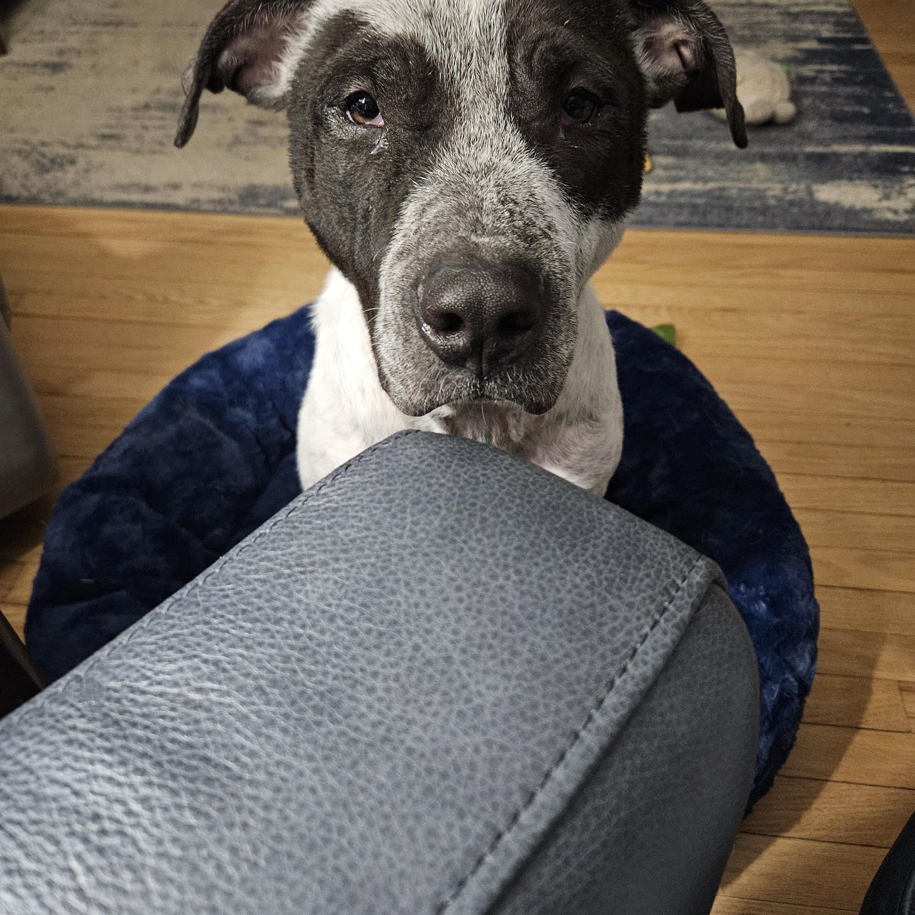 Kylo, ADOPTABLE, Young Male American Bulldog.