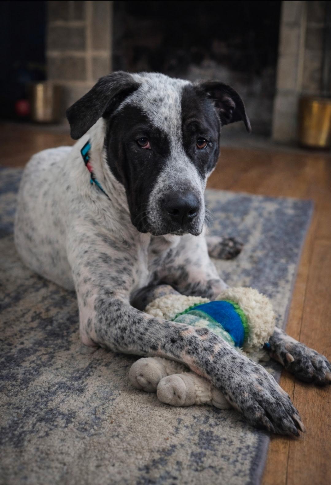 Enlarge Kylo, a ADOPTABLE mixed breed in Brentwood, TN image 1/5