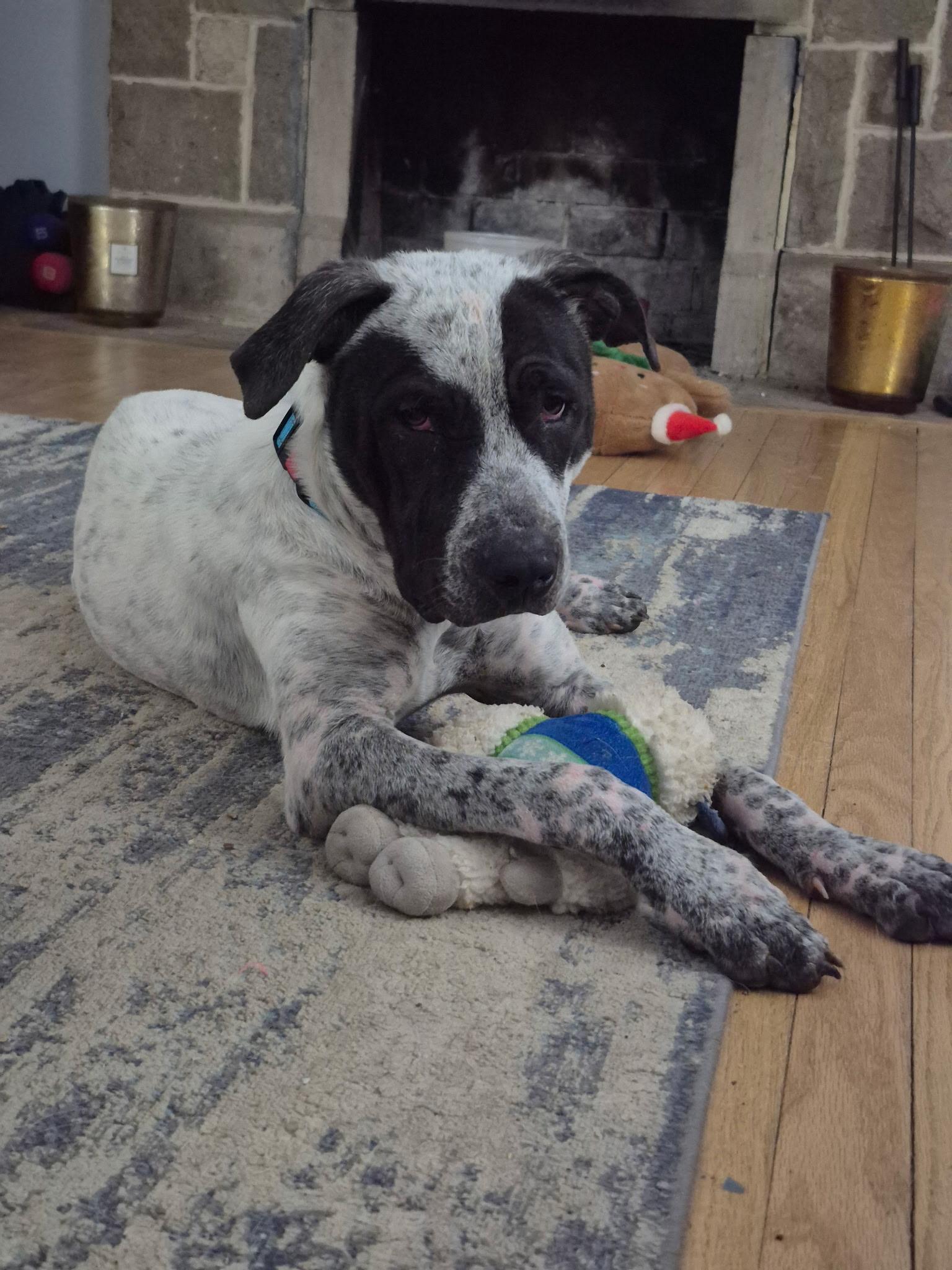 Enlarge Kylo, a ADOPTABLE mixed breed in Brentwood, TN image 3/5