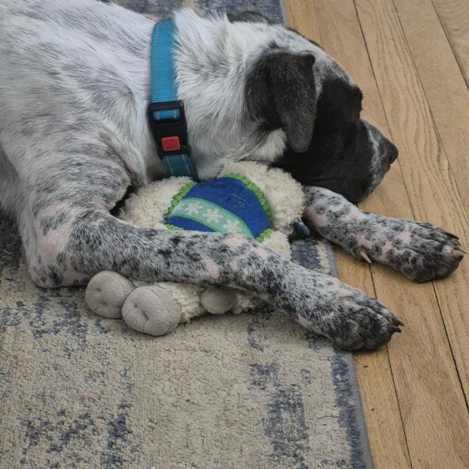 Enlarge Kylo, a ADOPTABLE mixed breed in Brentwood, TN image 4/5