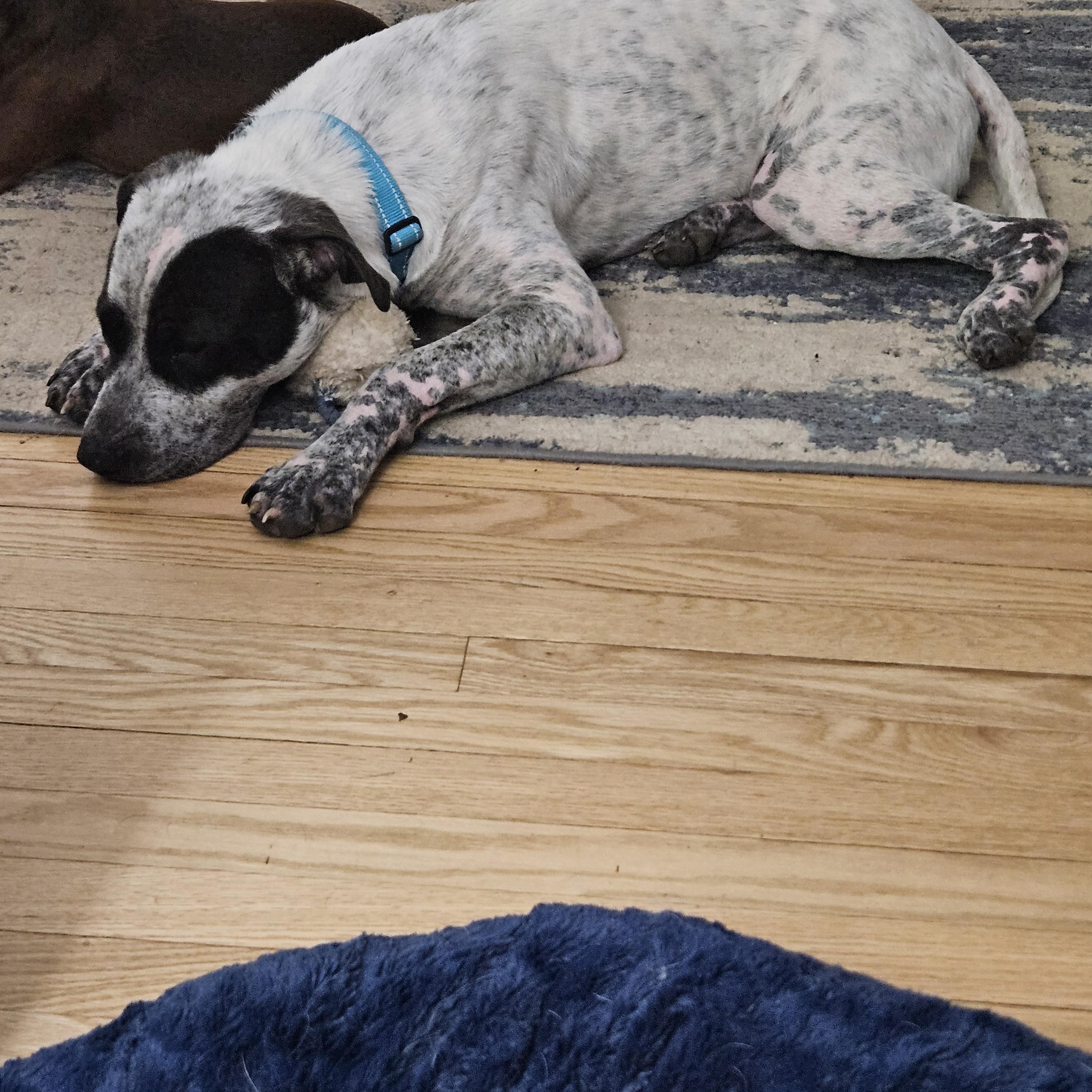 Enlarge Kylo, a ADOPTABLE mixed breed in Brentwood, TN image 5/5