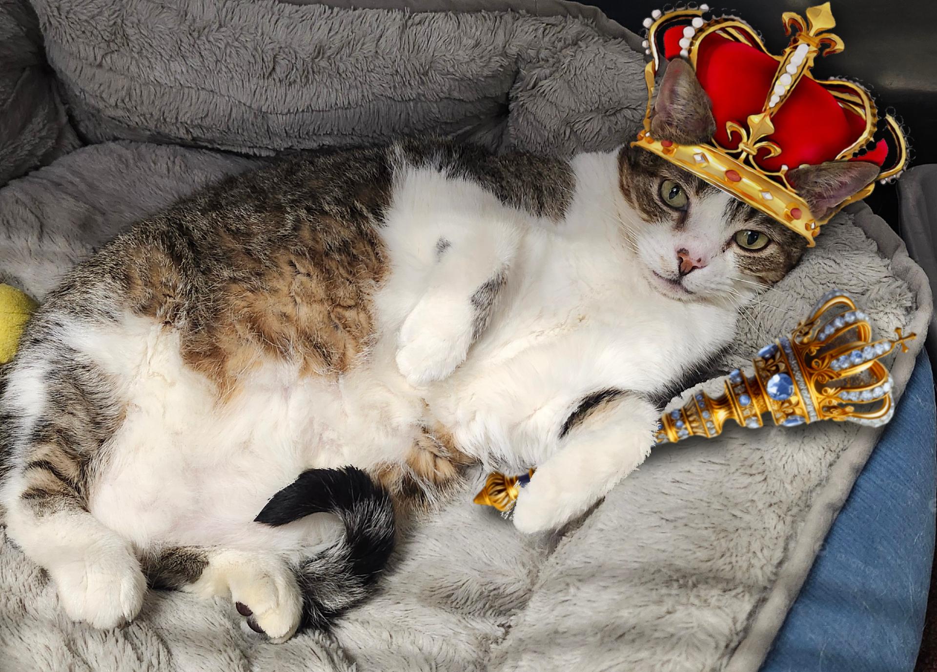 Tubbs, Adoptable, Adult Female Domestic Short Hair.