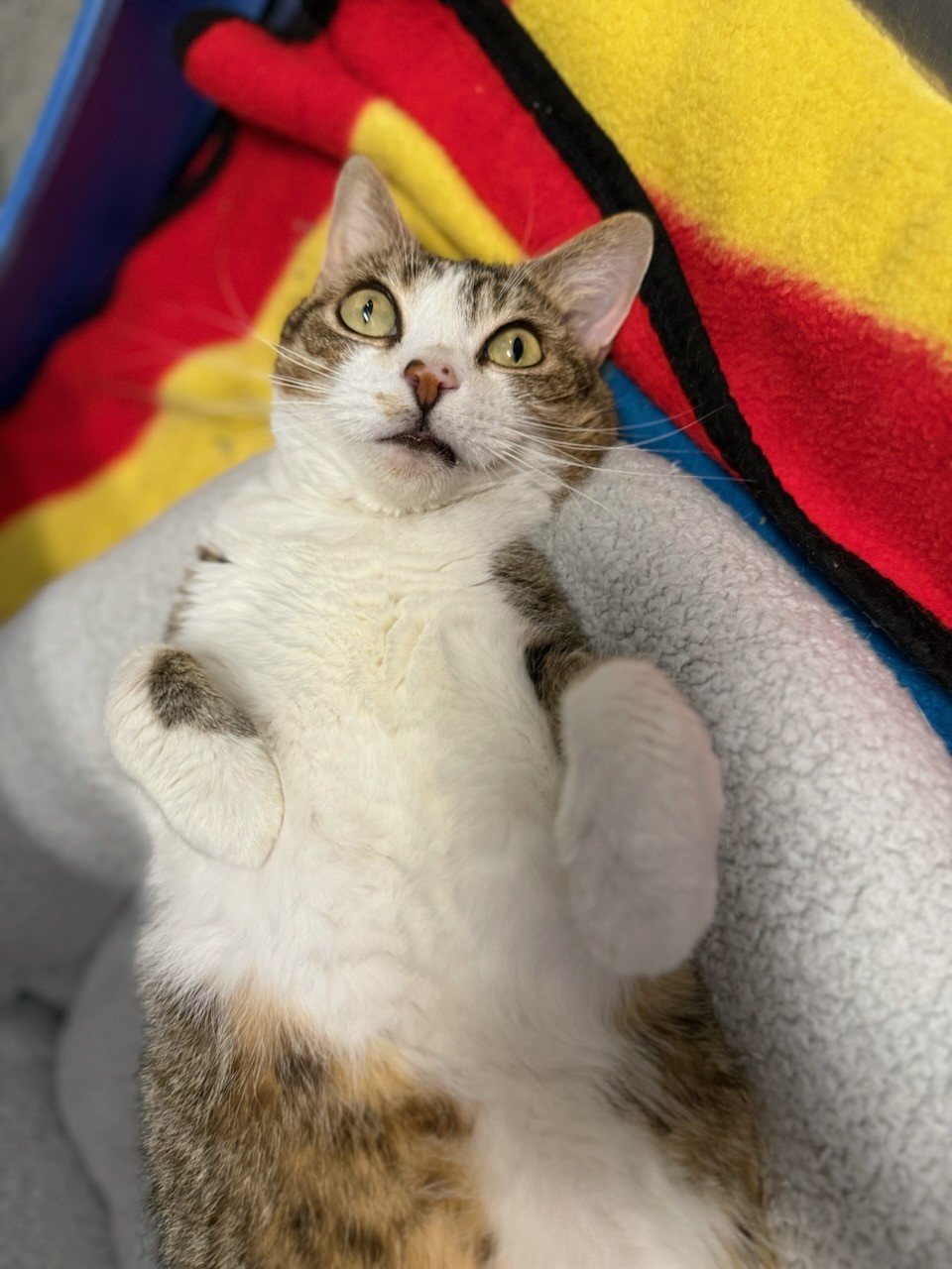 Enlarge Tubbs, a Adoptable Domestic Short Hair in Teterboro, NJ image 4/5