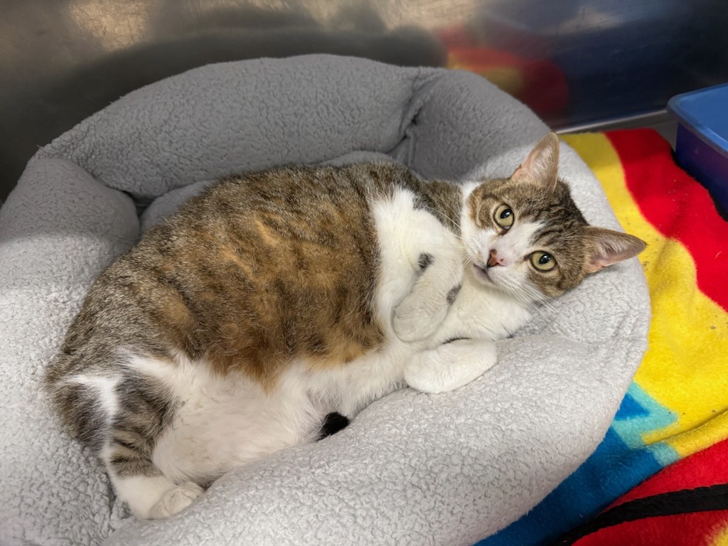 Enlarge Tubbs, a Adoptable Domestic Short Hair in Teterboro, NJ image 5/5