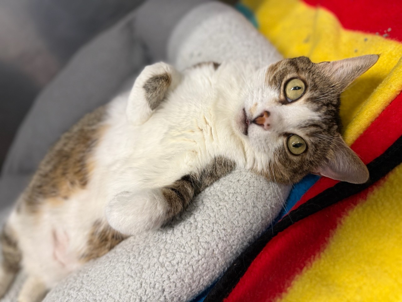 Enlarge Tubbs, a Adoptable Domestic Short Hair in Teterboro, NJ image 2/5