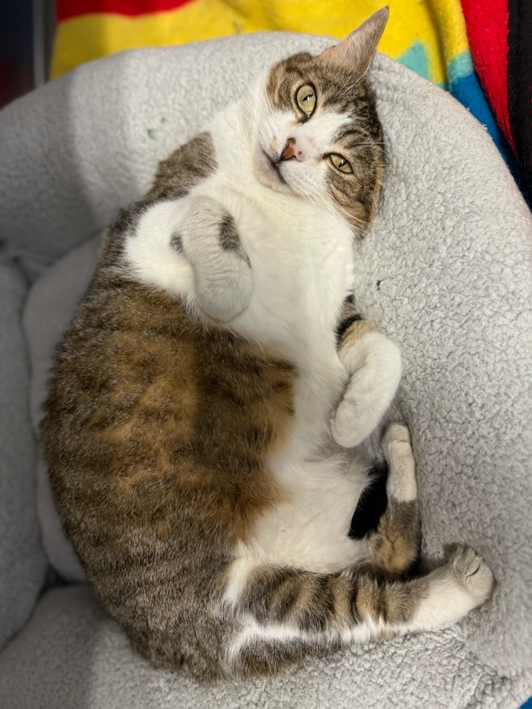 Enlarge Tubbs, a Adoptable Domestic Short Hair in Teterboro, NJ image 3/5