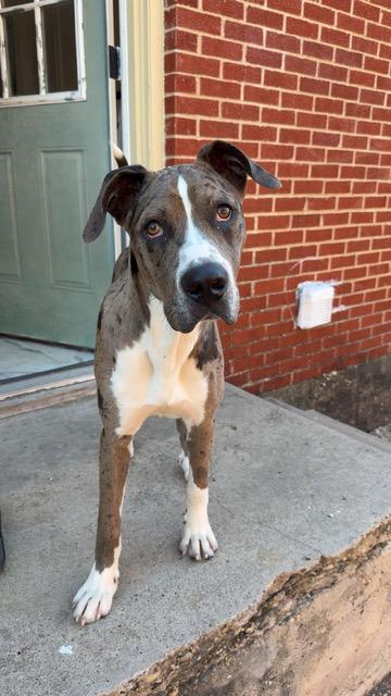 Enlarge Sargent, a Adoptable mixed breed in Seville, OH image 1/5