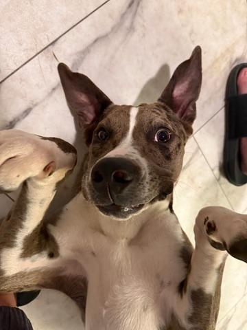 Enlarge Sargent, a Adoptable mixed breed in Seville, OH image 4/5