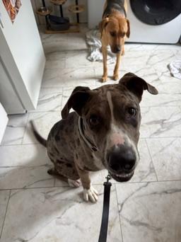 Enlarge Sargent, a Adoptable mixed breed in Seville, OH image 5/5