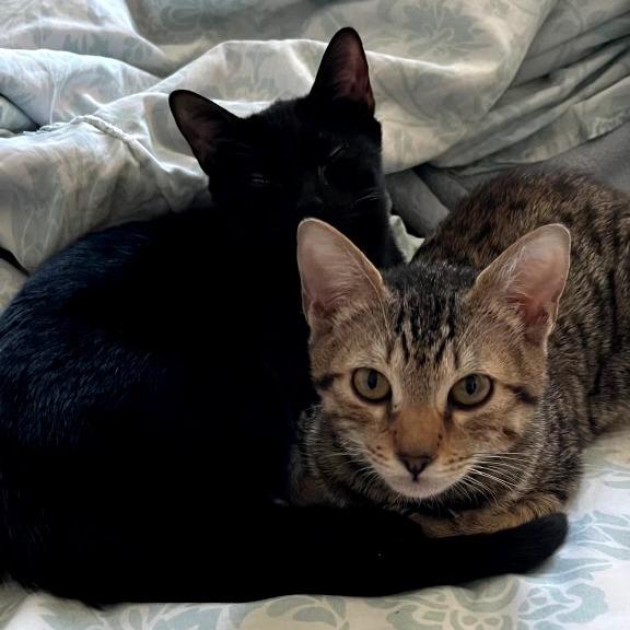 The Bandit (Bonded w/Smokey)