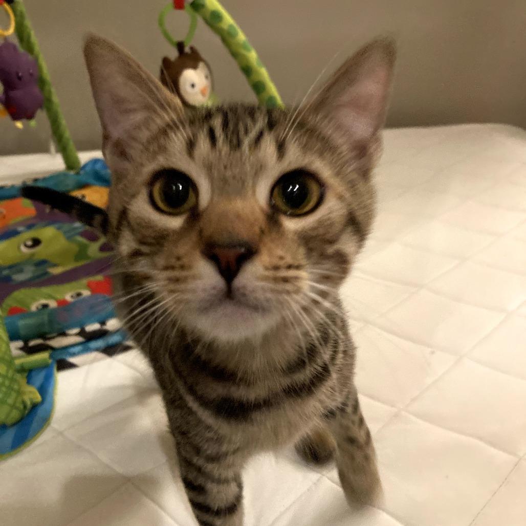 The Bandit (Bonded w/Smokey) — thumbnail 2