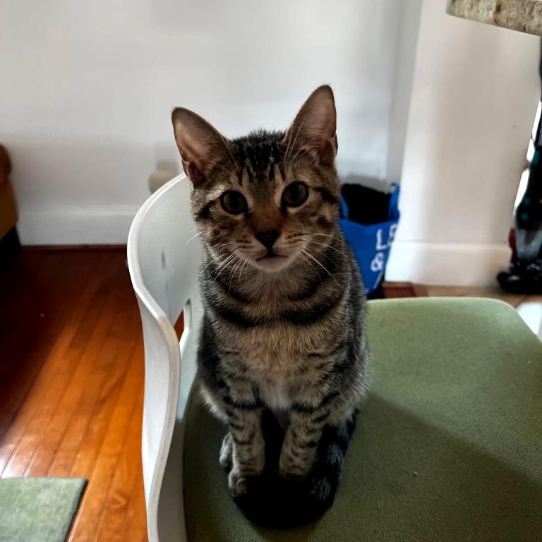 The Bandit (Bonded w/Smokey) — thumbnail 3