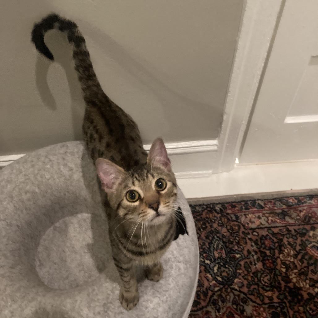 The Bandit (Bonded w/Smokey) — thumbnail 4