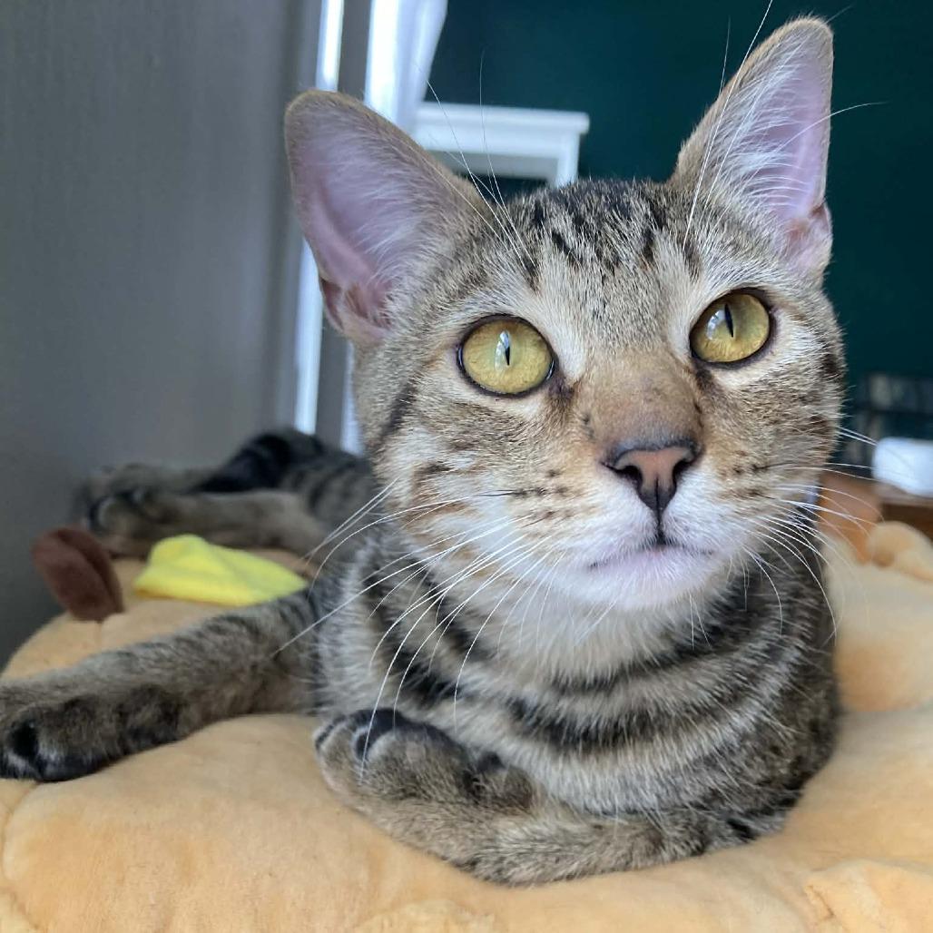 The Bandit (Bonded w/Smokey) — thumbnail 5