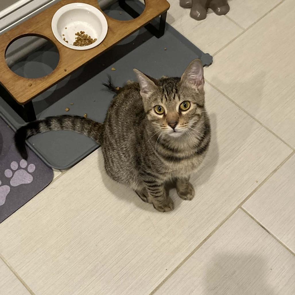 The Bandit (Bonded w/Smokey) — thumbnail 6