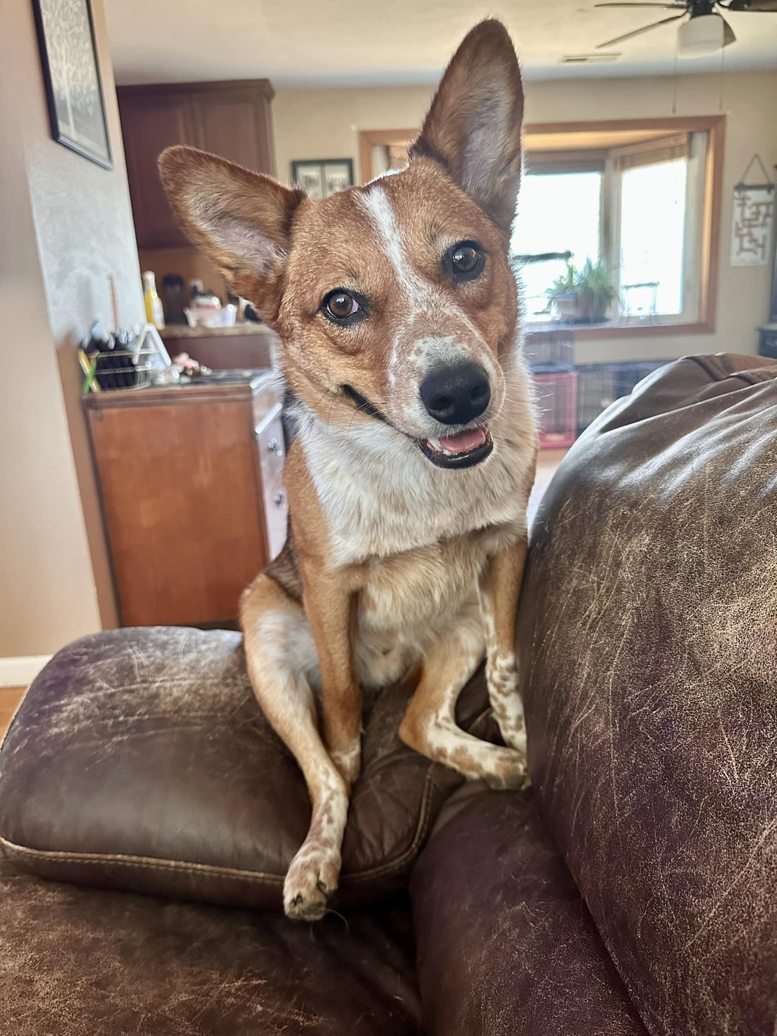 Red Rover, Adoptable, Adult Male Australian Cattle Dog / Blue Heeler.