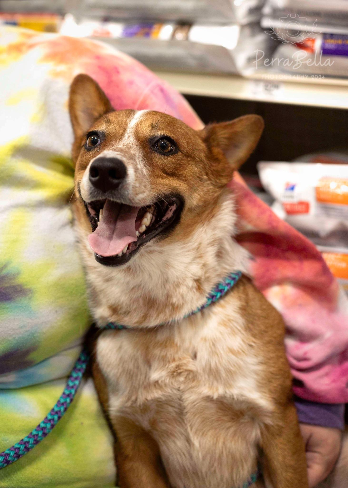 Red Rover, a Adoptable mixed breed in West Richland, WA image 2/3