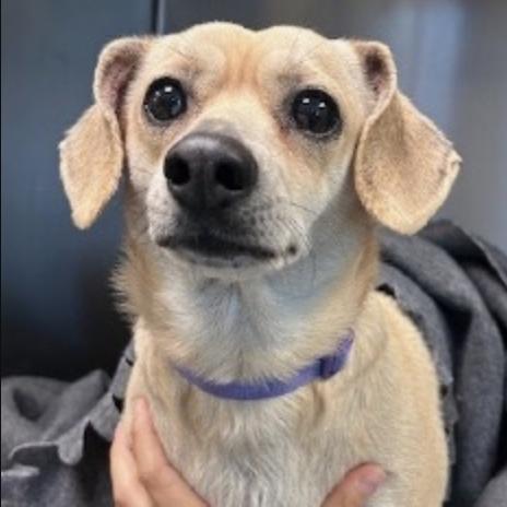 Carla Espinosa, ADOPTABLE, Young Female Chihuahua.
