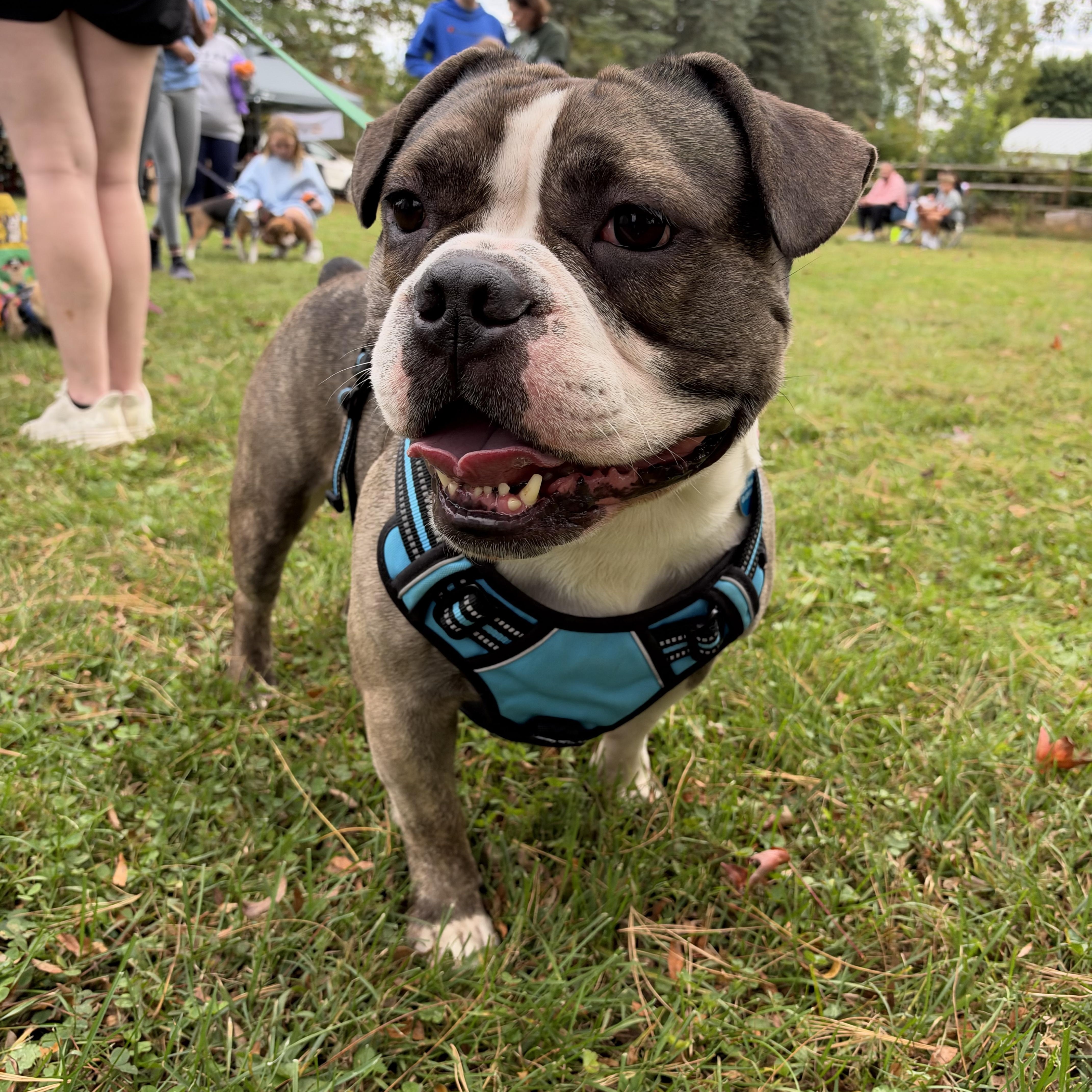 Enlarge Waffles, a Adoptable mixed breed in Avondale, PA image 1/6