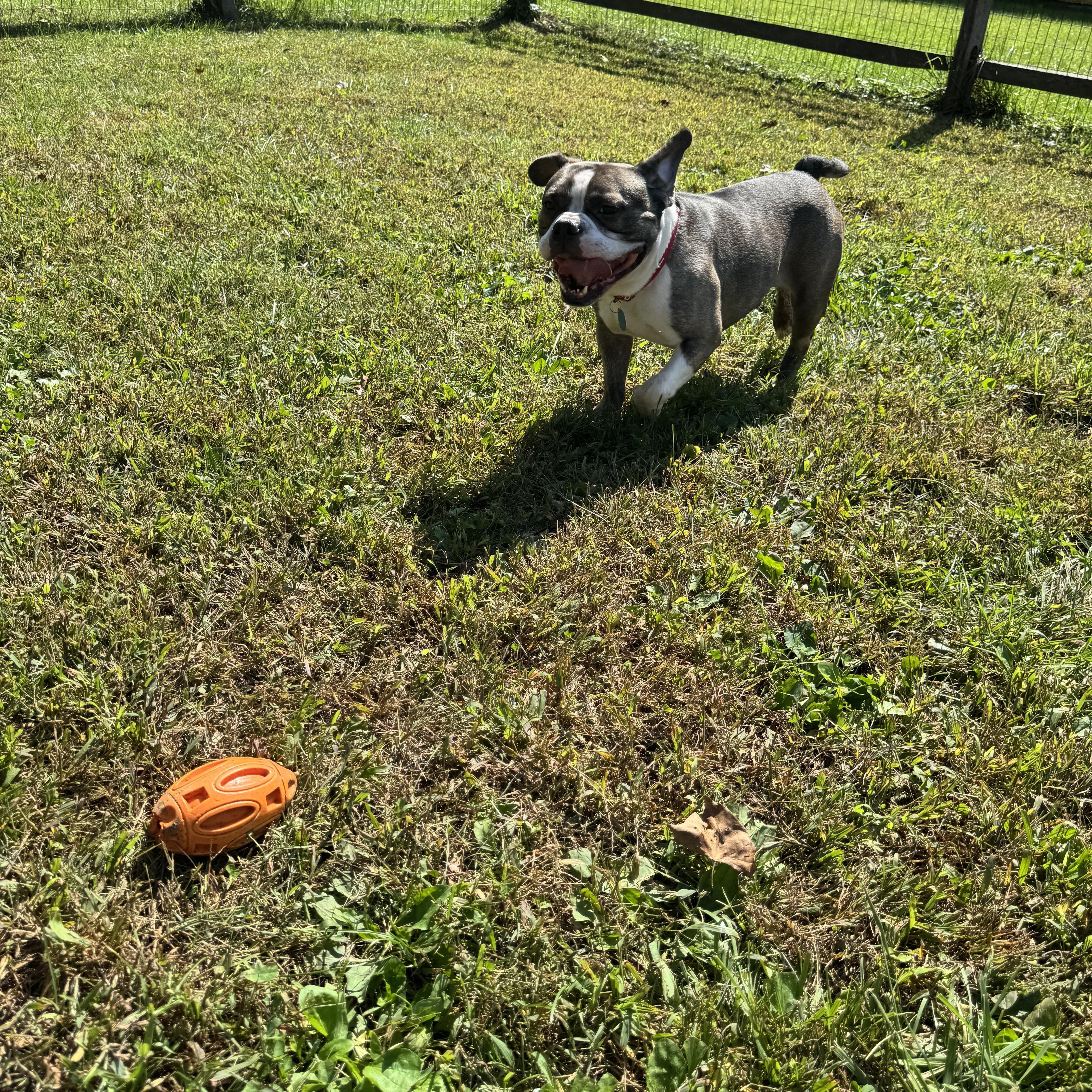 Enlarge Waffles, a Adoptable mixed breed in Avondale, PA image 6/6