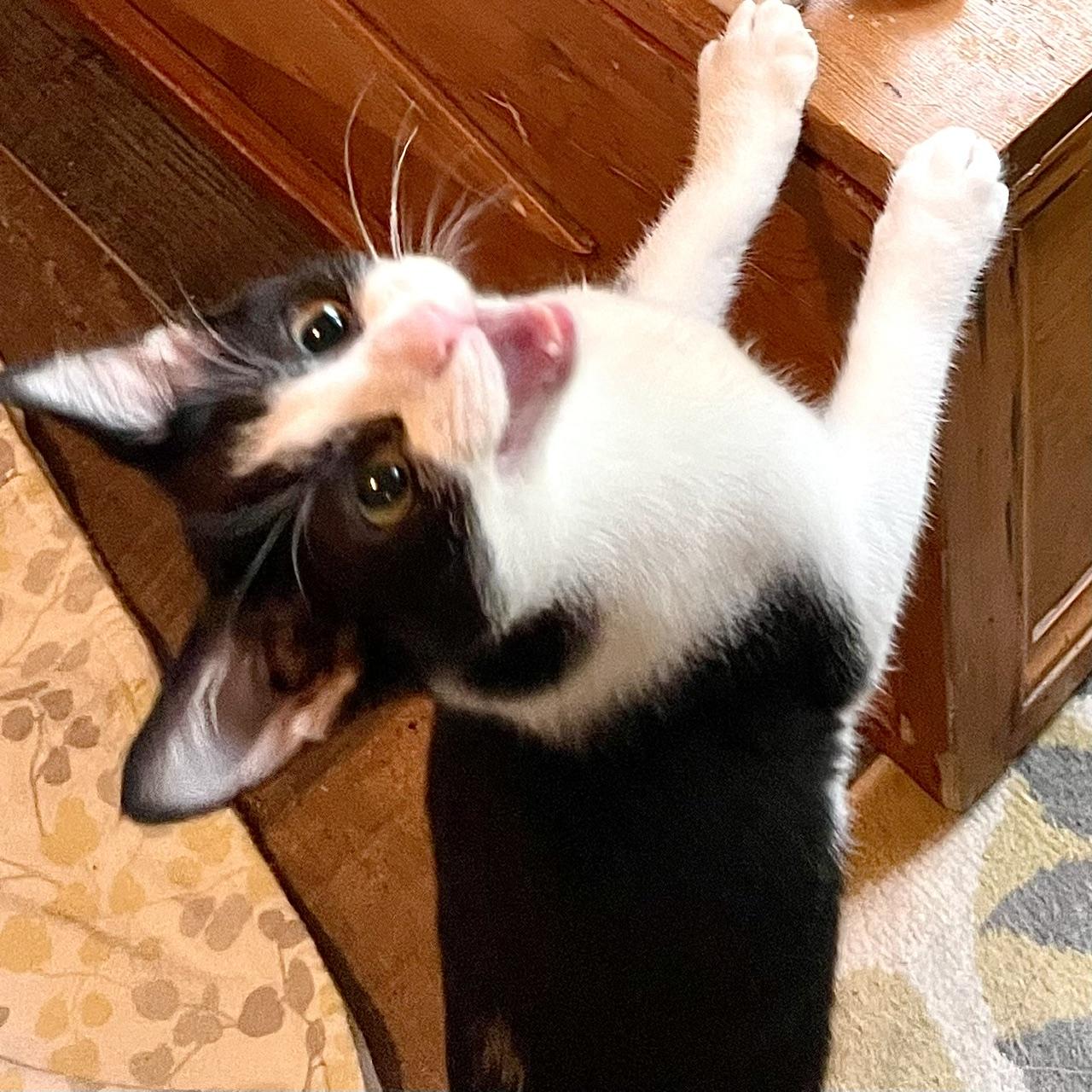 Enlarge Delta, a Adoptable mixed breed in Racine, WI image 5/6