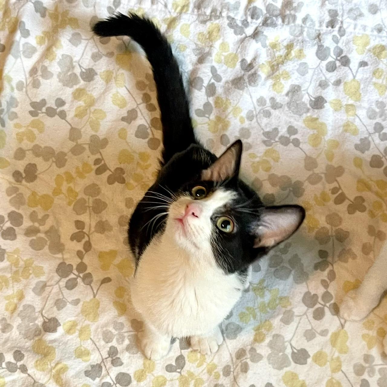Enlarge Delta, a Adoptable mixed breed in Racine, WI image 4/6