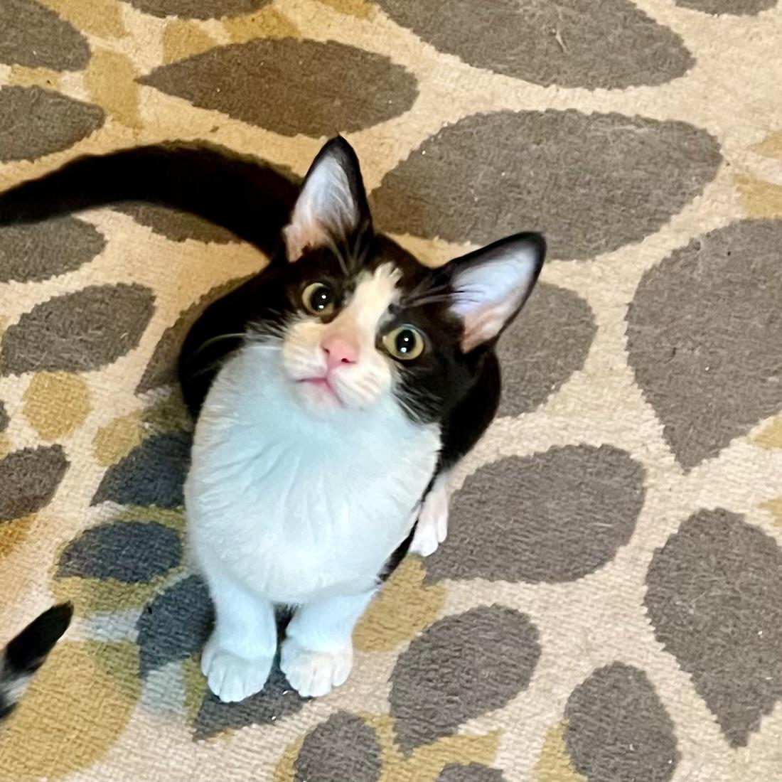 Delta, Adoptable, Kitten Female Domestic Short Hair & Tuxedo.