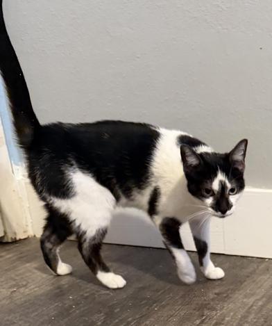 Diamond — thumbnail 2